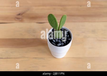 Cactus conigliato con fondo in legno Foto Stock