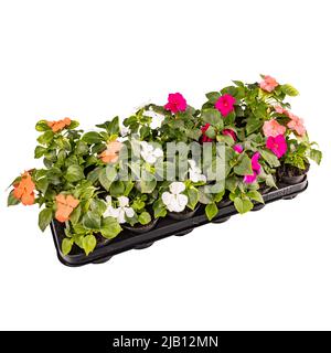 Piantine di piante di Impatiens che fioriscono in arancio, bianco e rosa pronte per trapiantare isolate su sfondo bianco Foto Stock