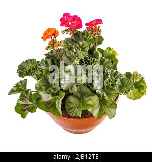 Composizione di piante di Pelargonio con fiori rossi e arancioni in una pentola isolata su sfondo bianco Foto Stock