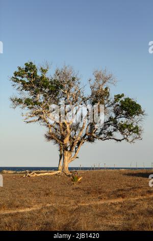 Grande albero sulla prateria costiera in uno sfondo della spiaggia di Londa Lima in un giorno luminoso durante la stagione secca a Kanatang, Sumba Est, Nusa Tenggara Est, Indonesia. Foto Stock