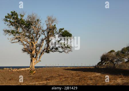 Grande albero sulla prateria costiera in uno sfondo della spiaggia di Londa Lima in un giorno luminoso durante la stagione secca a Kanatang, Sumba Est, Nusa Tenggara Est, Indonesia. Foto Stock