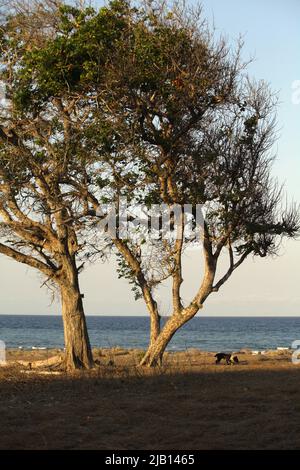 Grande albero sulla prateria costiera in uno sfondo della spiaggia di Londa Lima in un giorno luminoso durante la stagione secca a Kanatang, Sumba Est, Nusa Tenggara Est, Indonesia. Foto Stock