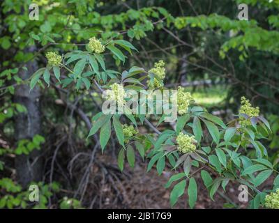 Fiori di sambuco rosso (nome latino: Sambucus racemosa) nella Serbia occidentale Foto Stock