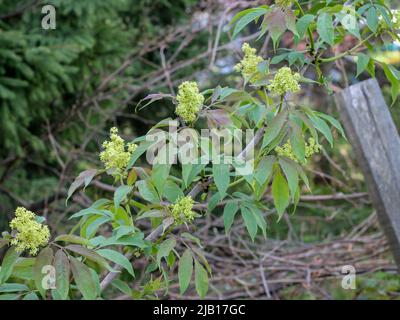 Fiori di sambuco rosso (nome latino: Sambucus racemosa) nella Serbia occidentale Foto Stock