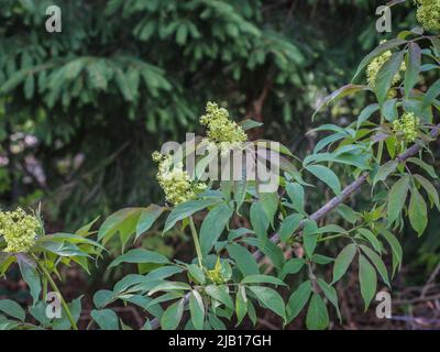 Fiori di sambuco rosso (nome latino: Sambucus racemosa) nella Serbia occidentale Foto Stock