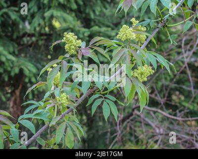 Fiori di sambuco rosso (nome latino: Sambucus racemosa) nella Serbia occidentale Foto Stock