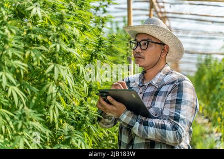 Coltivatore di cannabis maschile che controlla la qualità delle sue piante al suo ambiente controllato serra, concetto di medicina alternativa Foto Stock