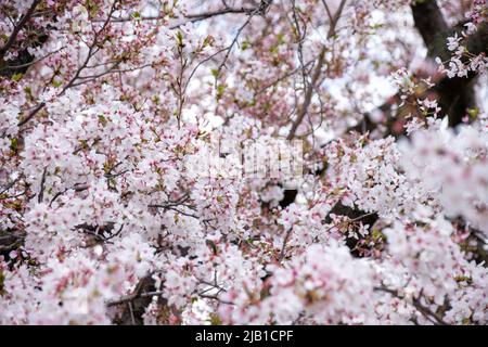 Bella Yoshino Cherry Blossom (Somei Yoshino Sakura) con bokeh in primavera a Kyoto, Giappone. Foto Stock