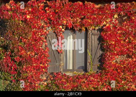 Il rustico piccolo cottage accogliente è coperto con autunno rosso edera, finestre con chiusura guardare attraverso il fogliame autunno Foto Stock