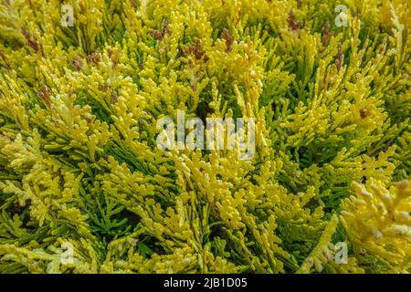 Full frame giallo e verde Thuja vegetazione primo piano Foto Stock