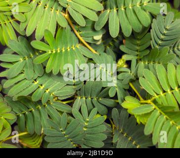 Colpo di coseup full frame di foglie di piante sensibili Foto Stock