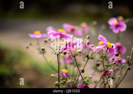 Primo piano Anemone hupehensis var Japonica 'Pamina' (Anemone giapponese) con bokeh forte. Concetto astratto, artistico, minimo e botanico. Foto Stock