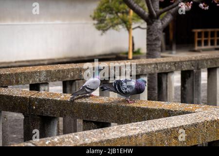 Due piccioni in piedi sul binario del ponte in pietra in giardino giapponese in giorno di sole. Il ponte è vecchio e cupo. Foto Stock