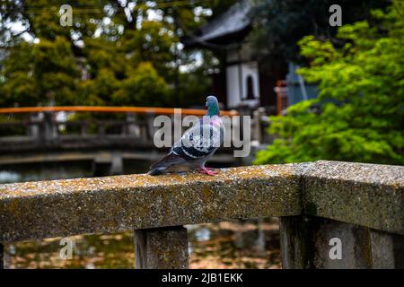 Pigeon uccello in piedi sul binario di pietra Mosy ponte in giardino giapponese in giorno di sole. L'uccello sta guardando un altro ponte in lontananza. Foto Stock