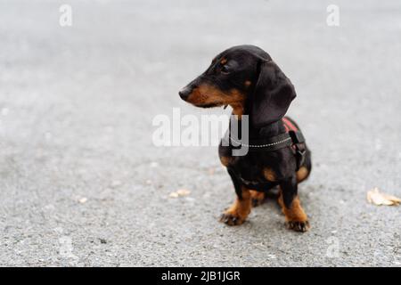 Ritratto di un cane cucciolo dachsbund seduto a terra guardando lontano Foto Stock