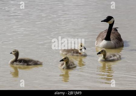Canada Gosliings oche nuotano con i genitori Foto Stock