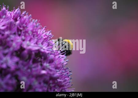 Bumblebee dalla coda bianca (Bombus luorum) che raccoglie polline da un fiore di allio Foto Stock