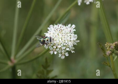 Comune bottiglia verde volare seduto su un umbellifer Foto Stock