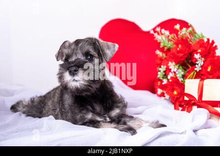 Un piccolo puppy bearded schnauzer in miniatura adagiato su un letto tra fiori rossi, un cuore, un regalo. Amore per gli animali domestici. Animali domestici preferiti. Concetto di San Valentino. PE Foto Stock