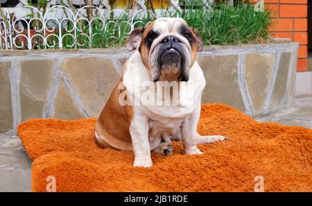 Il cane Bulldog inglese per adulti si siede su un letto per cani all'aperto e guarda la macchina fotografica. Concetto di animali domestici Foto Stock