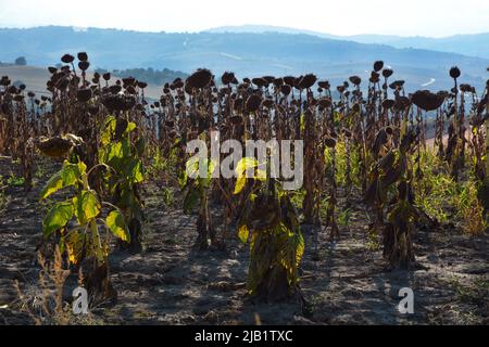 Campo di coltivazione di girasoli secchi a causa della siccità. Foto Stock
