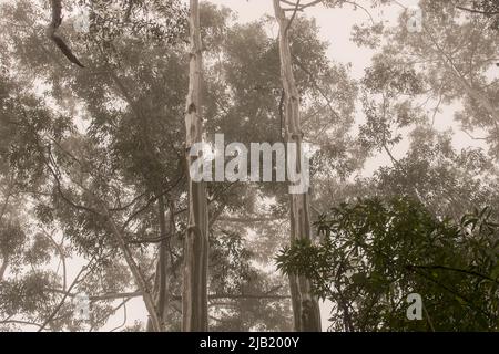 Guardando in su nella tettoia delle gomme allagate, eucalyptus grandis) la foresta pluviale subtropicale umida e umida di pianura, montagna di Tamborine, Australia. Foto Stock