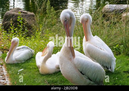 Pellicani che vivono nel parco zoo. Uccelli esotici bianchi, da vicino. Foto Stock