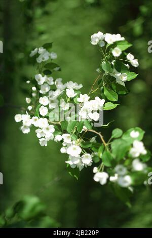 Bellissimi alberi di mele in fiore in primavera parco da vicino. Fiori di alberi di mela. Primavera fioritura di alberi, colpo verticale Foto Stock