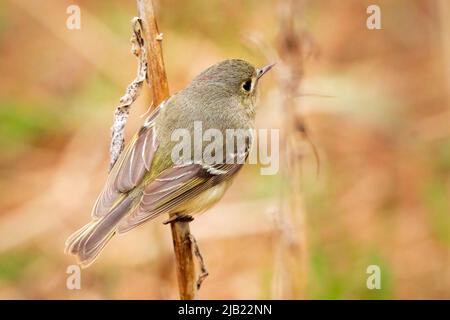 Ho notato questo Ruby incoronato Kinglet mentre in una passeggiata pomeridiana con il mio cane in una riserva naturale conservante vicino alla nostra casa nel centro di Door County Wi. Foto Stock