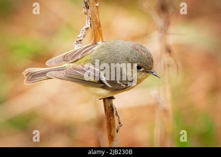 Ho notato questo Ruby incoronato Kinglet mentre in una passeggiata pomeridiana con il mio cane in una riserva naturale conservante vicino alla nostra casa nel centro di Door County Wi. Foto Stock