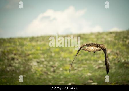 Falco marrone nella natura Foto Stock