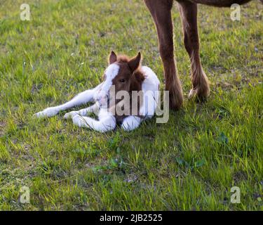 Un pony islandese di tre giorni Foto Stock