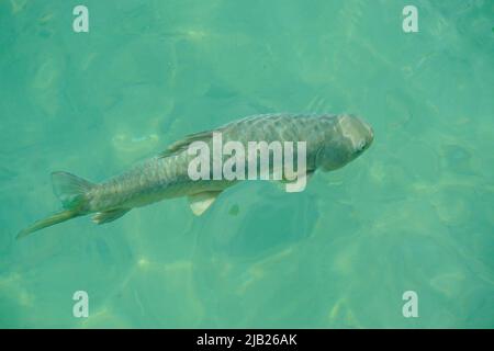 14 maggio 2022 Sanliurfa Turchia. Urfa Balikligol Halil ul Rahman moschea a Sanliurfa Turchia Foto Stock