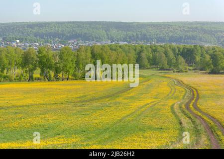 Pittoresca strada non asfaltata tra campi coltivati a fiori gialli, dente di leone Foto Stock