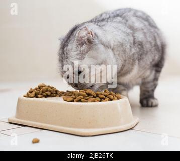 Gatto scozzese fold mangiare cibo secco dal recipiente sul pavimento Foto Stock