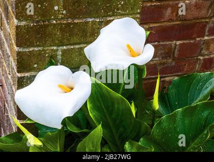 Asian Lily 'Crowborough' Foto Stock