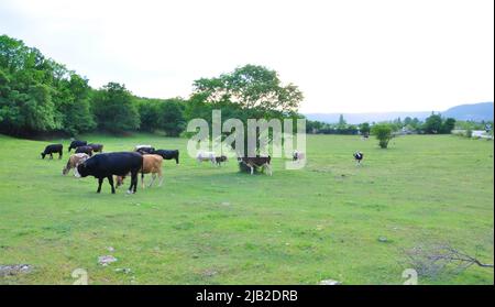 Tori neri e mucche nella fattoria, mucche in background. Mucche, Bulls in Croazia nel campo verde.bull nero e mucca sul Grobnik, allevamento di bestiame in Croazia Foto Stock