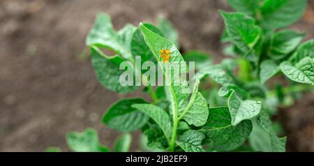 Uova di coleotteri di patate del Colorado sotto le foglie di patate. Orto, agricoltura, rurale, imprese Foto Stock