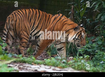 Malayan Tiger, una specie in pericolo, alla riserva naturale di Mandai, Zoo di Singapore. Fino alle 1930s tigri sono state attivamente cacciate a Singapore. Foto Stock