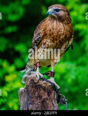 Uccelli di preda salvati dalla strada Foto Stock