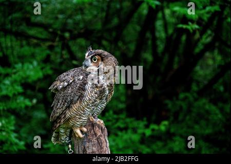 Uccelli di preda salvati dalla strada Foto Stock