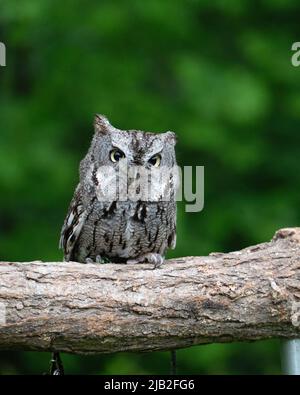 Uccelli di preda salvati dalla strada Foto Stock