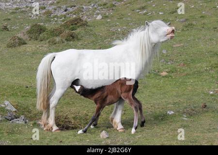 Carneddau Pony e Foal, Snowdonia, Galles Foto Stock