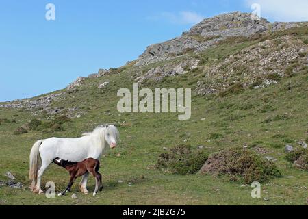 Carneddau Pony e Foal, Snowdonia, Galles Foto Stock