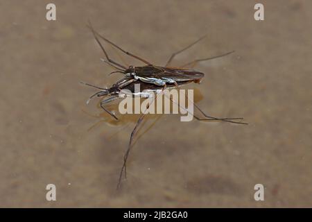 Pattinatori per laghetti di accoppiamento - Gerris lacustris Foto Stock