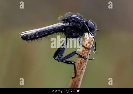 Mosca di San Marco (Bibio marci) - maschio Foto Stock