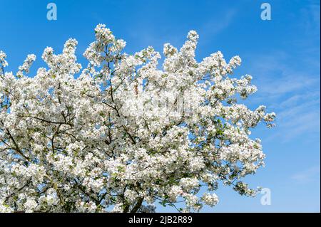 Malus Evereste, mela granchio Evereste, Malus Perpetu, Rosaceae.fiori bianchi o fiore in abbondanza su questo albero showy. Foto Stock