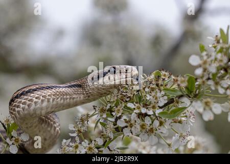 Serpente a quattro righe Foto Stock