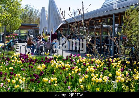 Edificio di benvenuto e caffetteria Clover al RHS Hyde Hall, Essex, in una mattinata di primavera soleggiata, con un'abbondanza di tulipani nei aiuole di fiori. Foto Stock