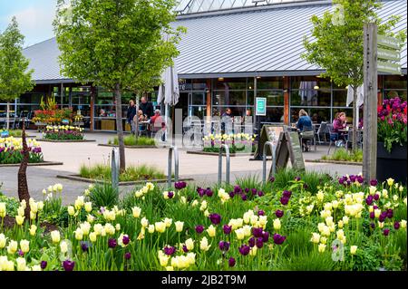 Edificio di benvenuto e caffetteria Clover al RHS Hyde Hall, Essex, in una mattinata di primavera soleggiata, con un'abbondanza di tulipani nei aiuole di fiori. Foto Stock